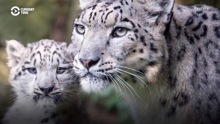 Za fotografie sněžného leoparda dostávají odměnu v hodnotě jeho kožešiny